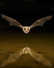 在线观看 蝙蝠,揭秘蝙蝠的神秘世界 第3张 在线观看 蝙蝠,揭秘蝙蝠的神秘世界 第3张