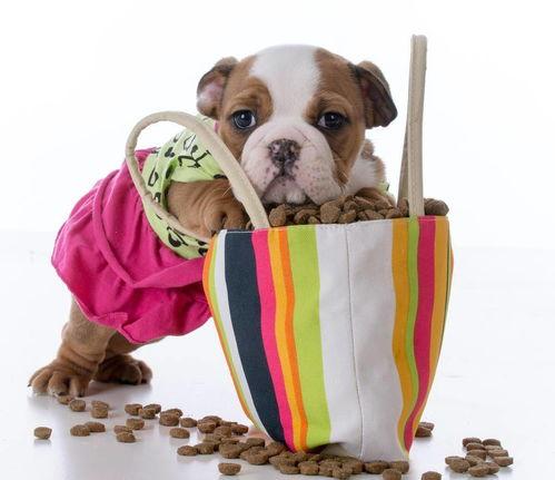 狗仔如何爆料狗粮视频,狗粮视频背后的甜蜜真相